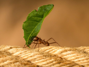 why-grants-small-but-mighty-ant-with-leaf-first-literacy-blog